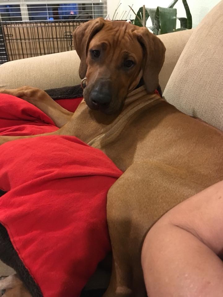 Spoiled Puppy